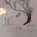 Botanical poster