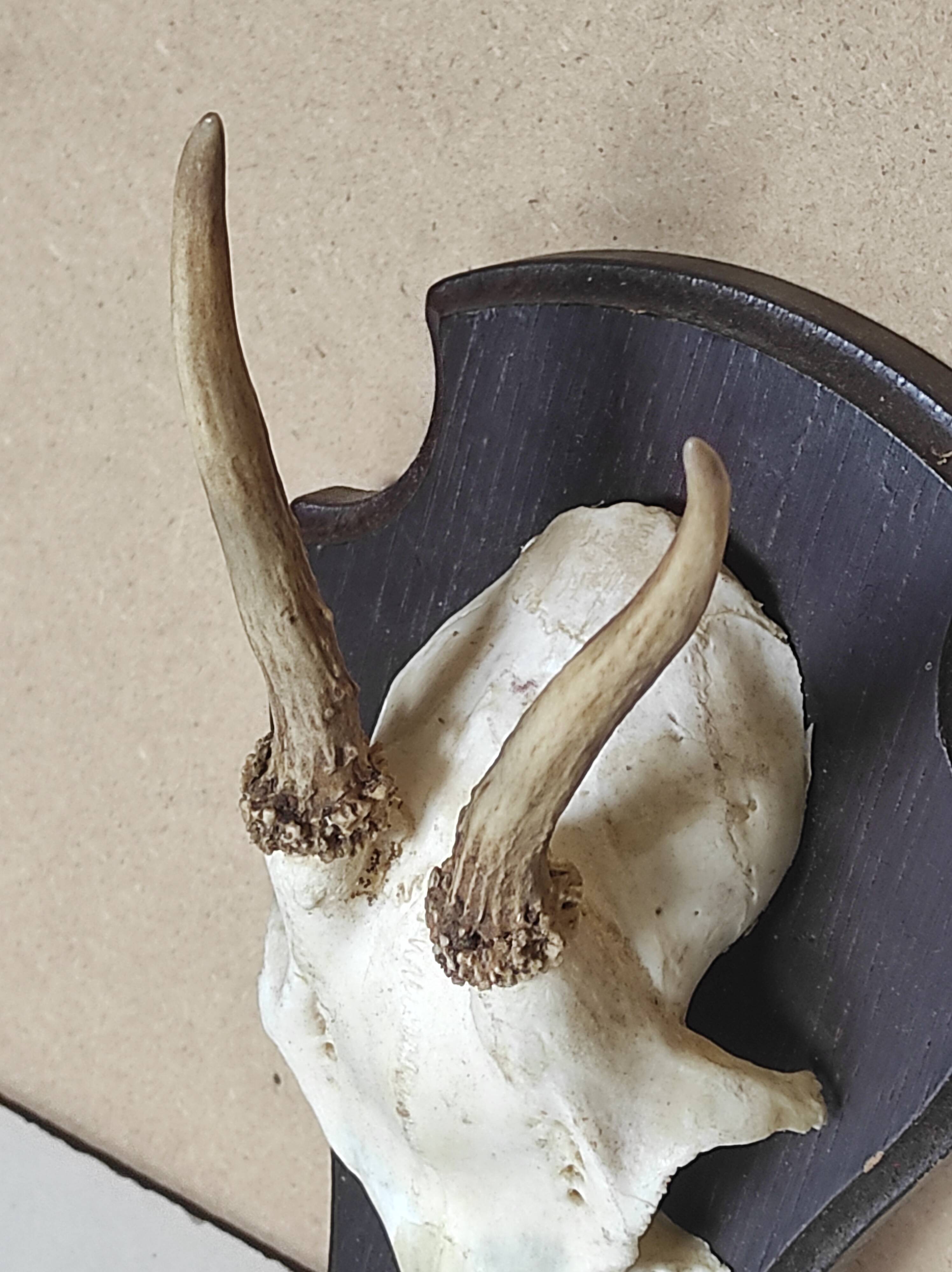 Massacre young deer hunting trophy on dark varnished oak wood crest