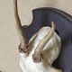 Massacre young deer hunting trophy on dark varnished oak wood crest