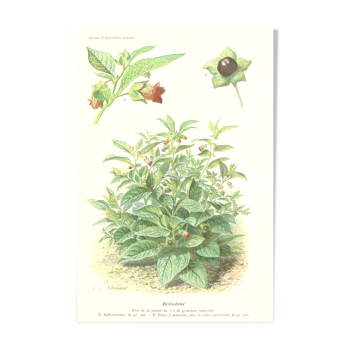 Ancient botanical plank the belladonna from the Journal of Practical Agriculture