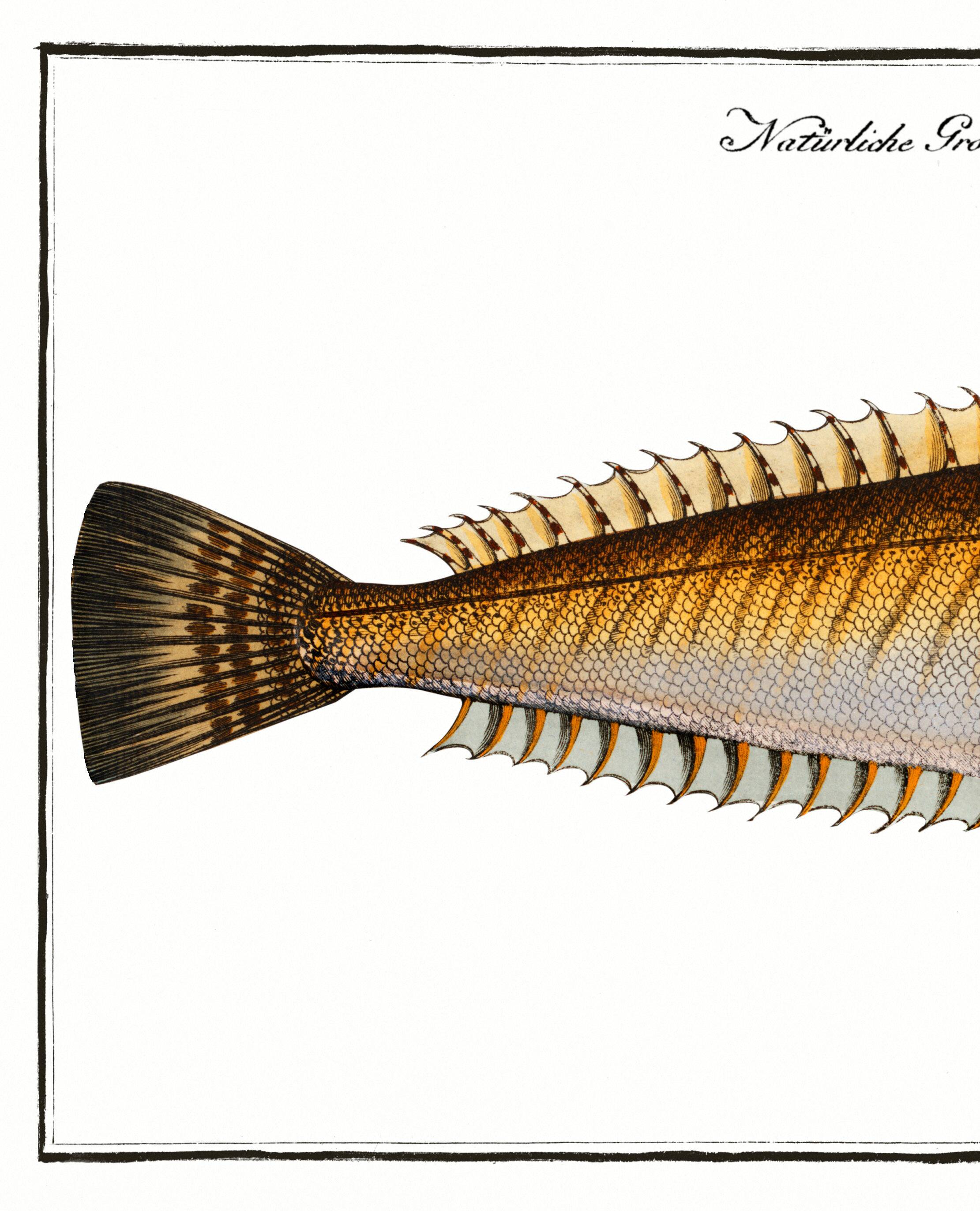 Poster on the live stream, based on an old engraving from 1746.