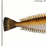 Poster on the live stream, based on an old engraving from 1746.