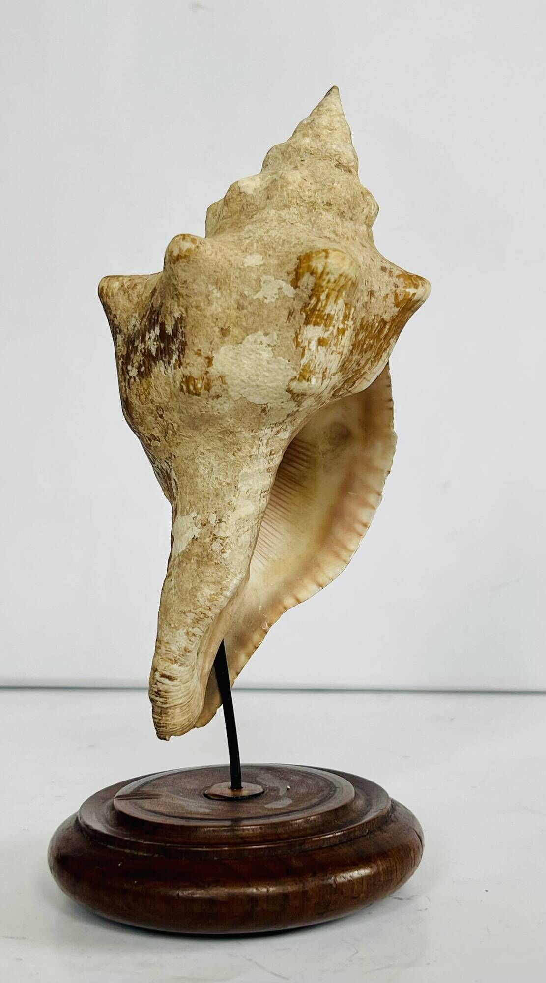 Coquillage