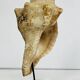 Coquillage