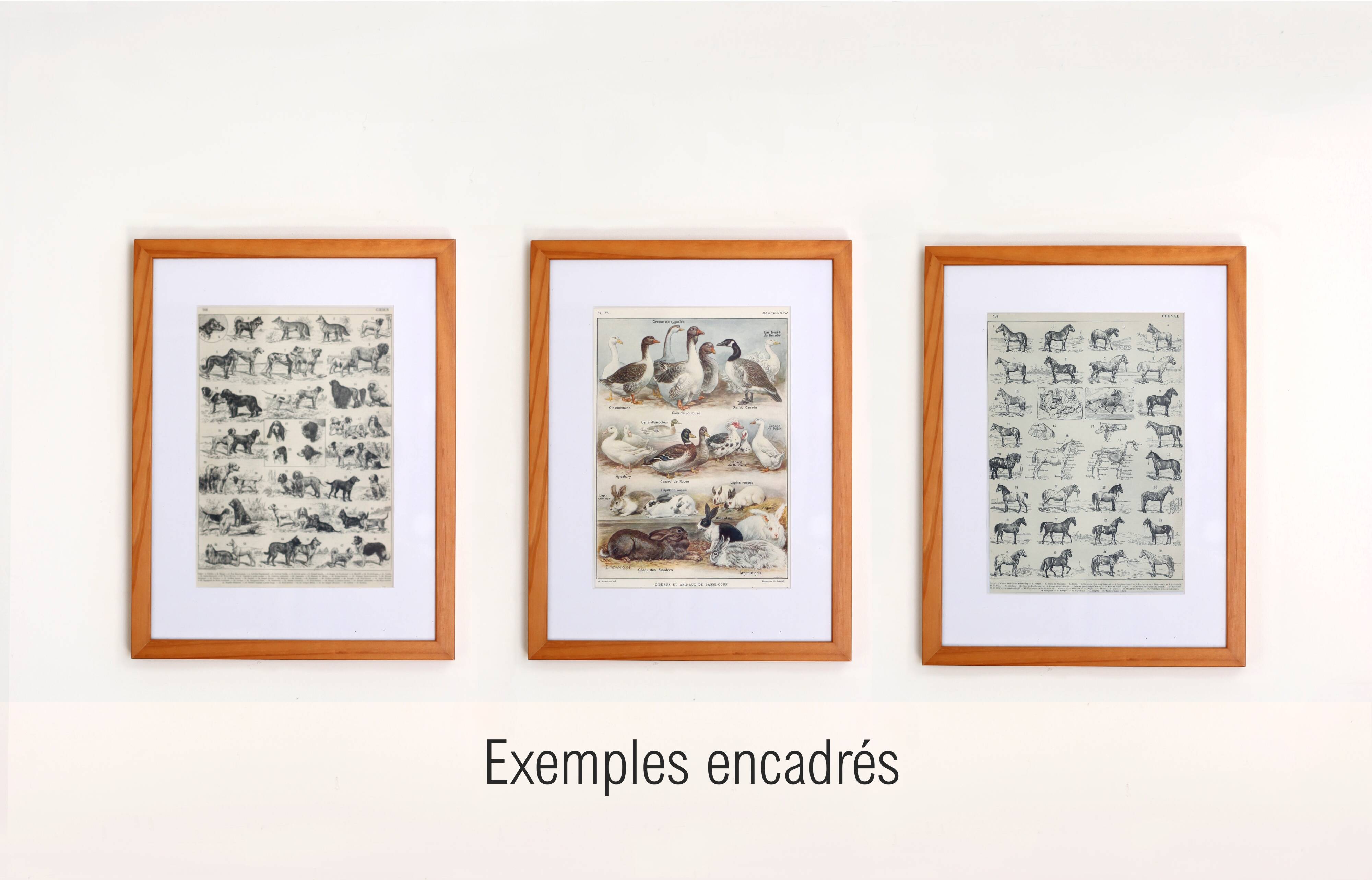 Old engraving 1922 M. Dessertenne - Horse, conformation, anatomy