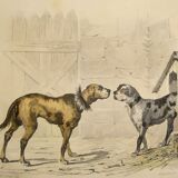 Original zoological frame engraving from 1839 " shepherd dog,....,.... "