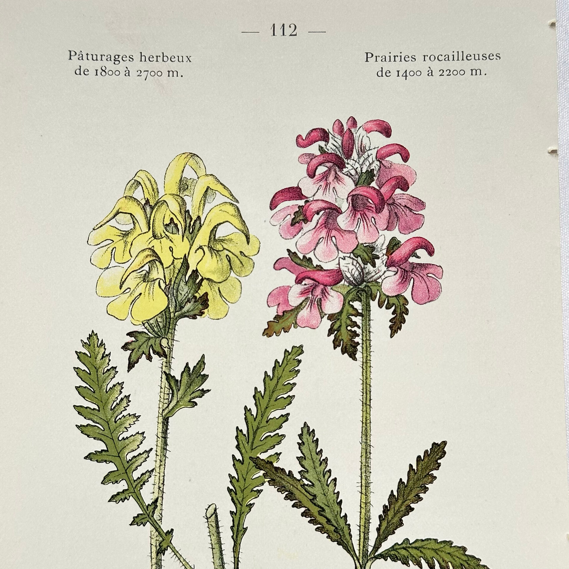 Antique botanical plate hand-coloured – 19th-century decoration