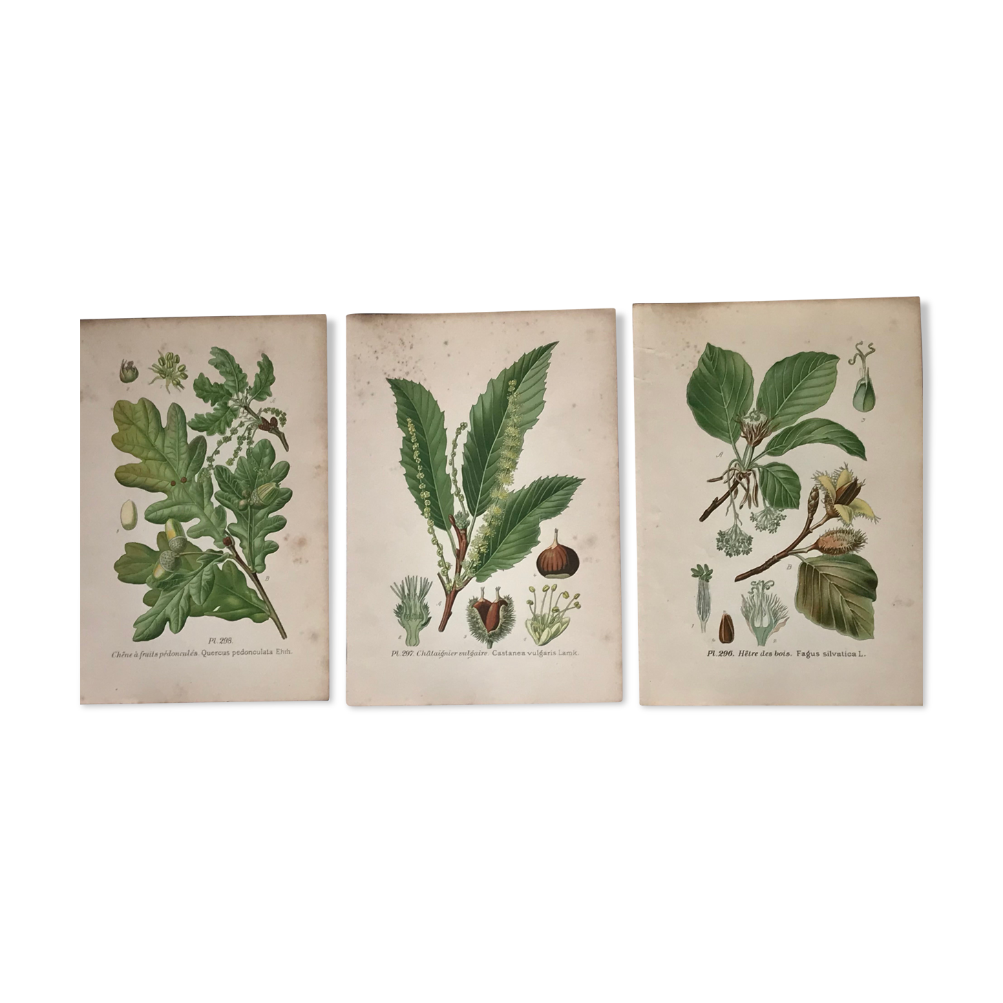 Old botanical plates XIXth