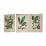 Old botanical plates XIXth