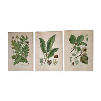 Old botanical plates XIXth