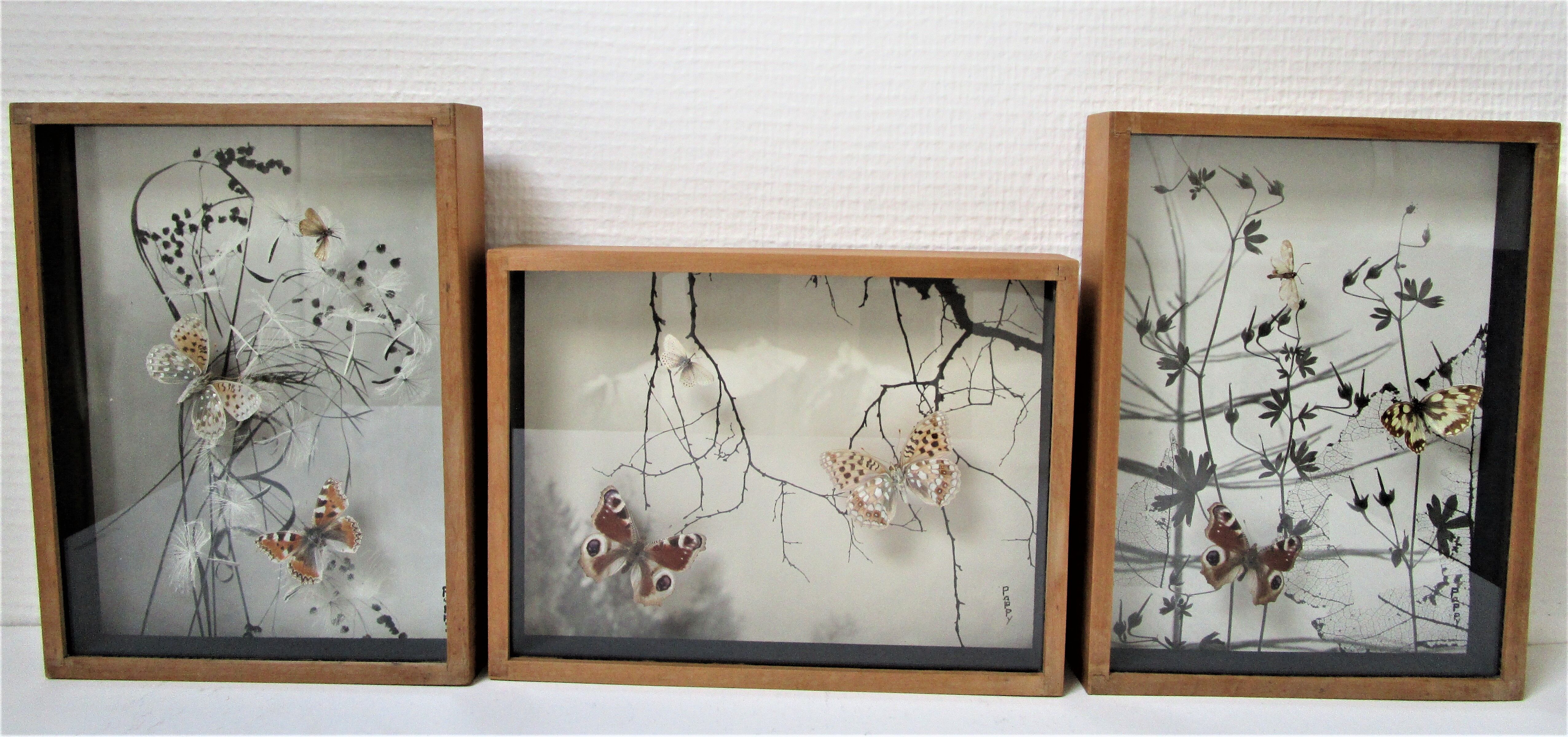 Three wooden frames with naturalized butterflies vintage 60s