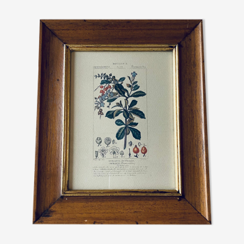 Framed botanical poster