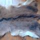 Goat skin
