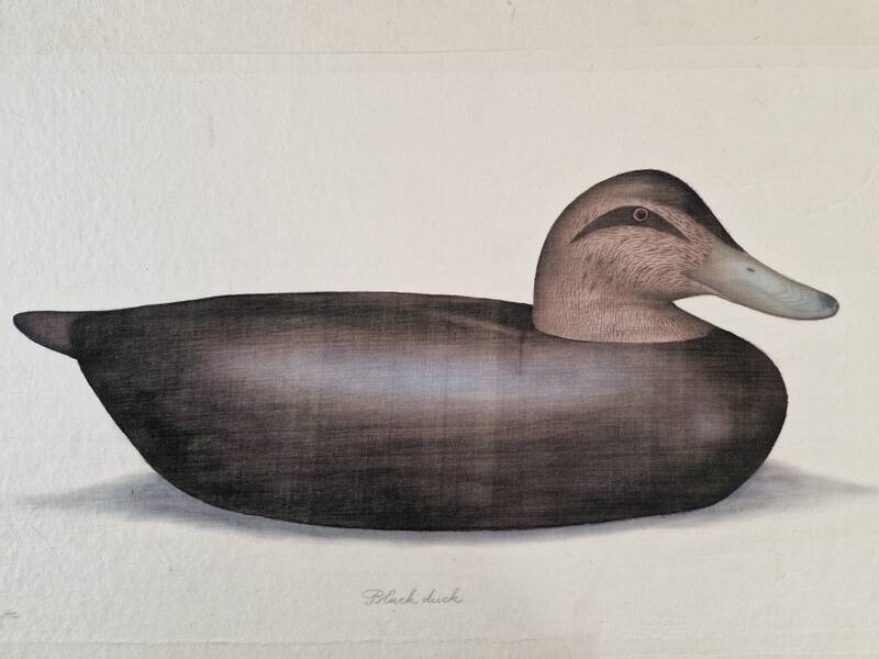 La Roche Laffitte (Born in 1943) - Watercolour drawing on fabric - Duck