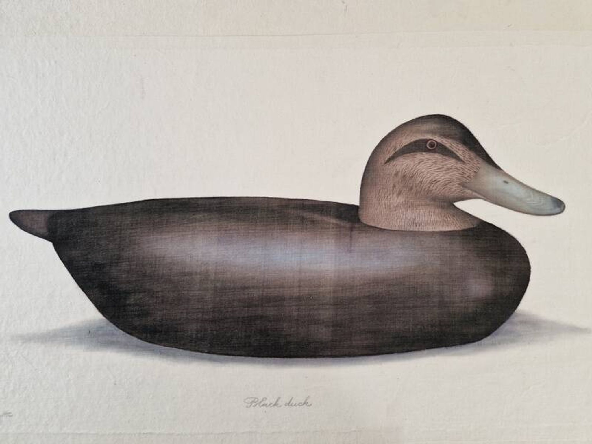 La Roche Laffitte (Born in 1943) - Watercolour drawing on fabric - Duck