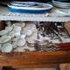 A very pretty old hosiery