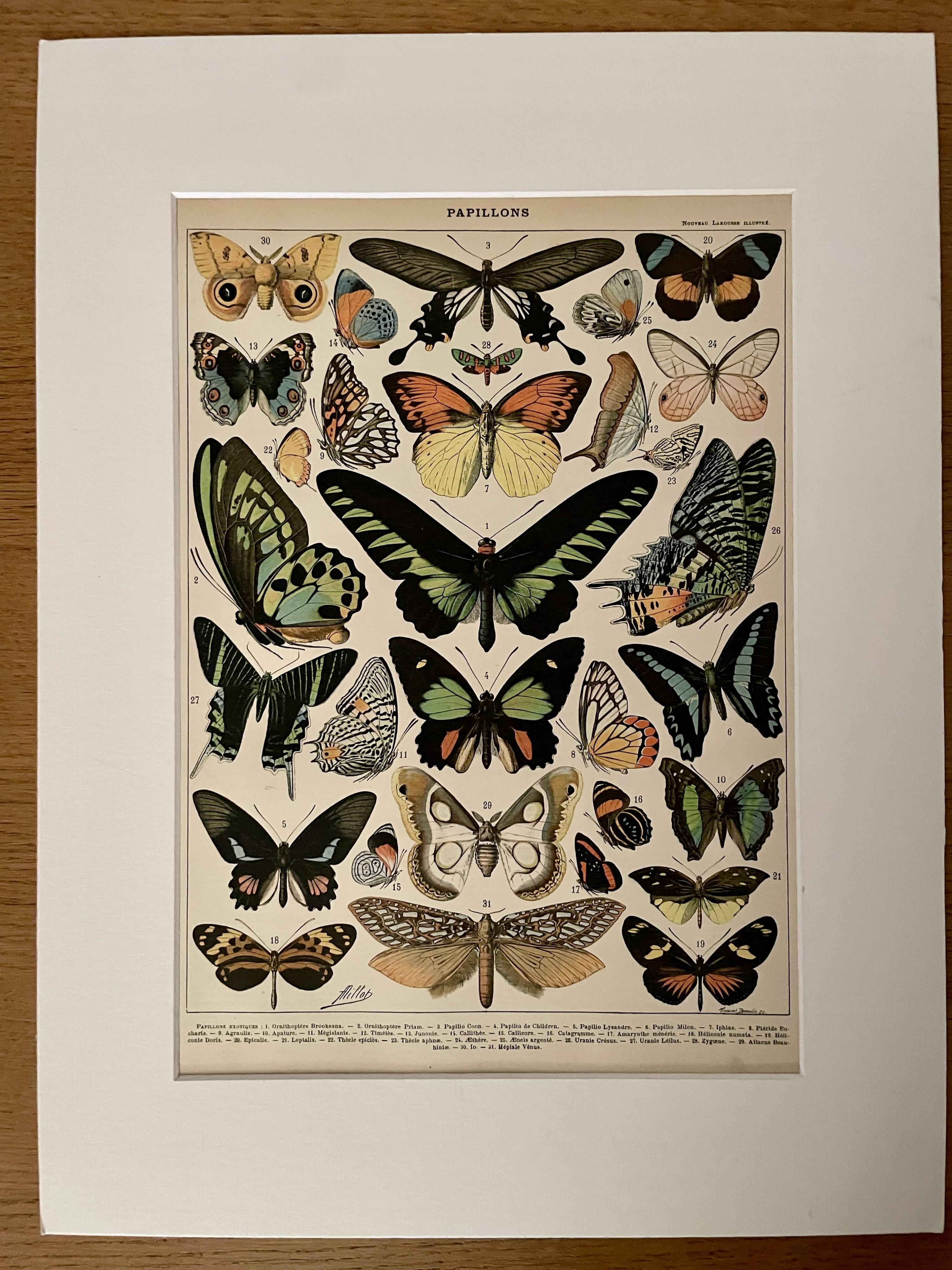 Lithograph on exotic butterflies - 1900