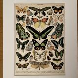 Lithograph on exotic butterflies - 1900