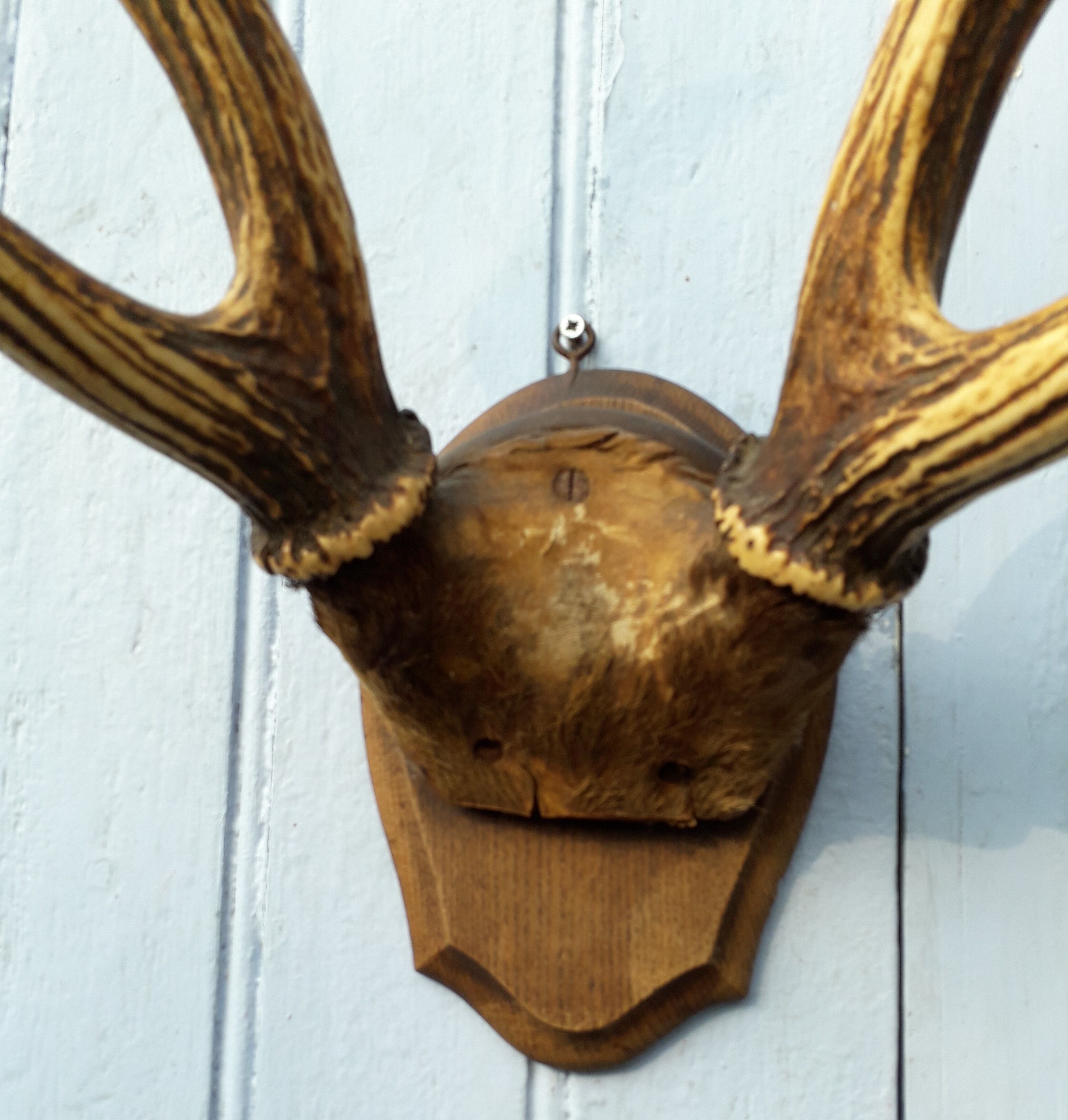 Slaughter of deer on coat of arms