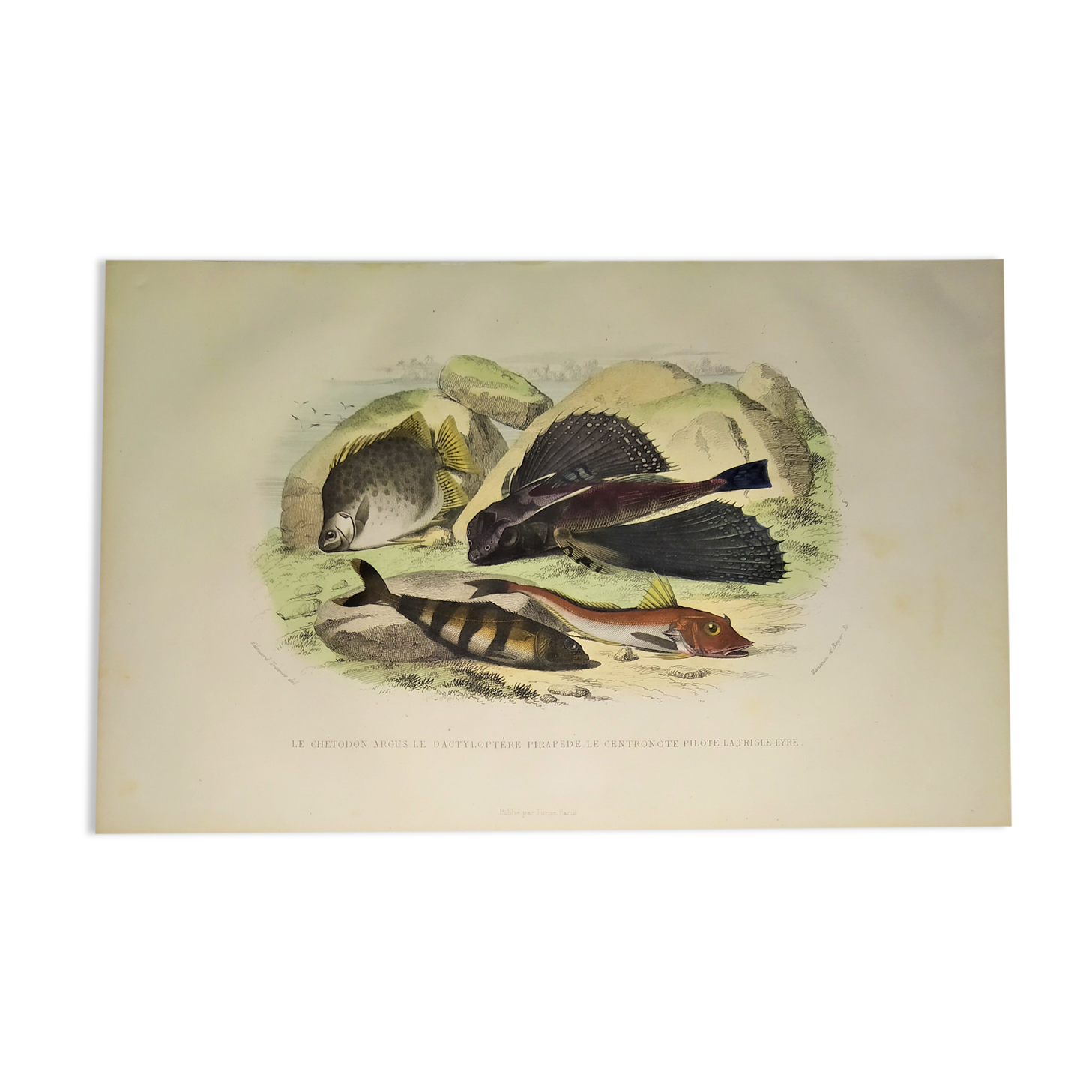 Original zoological plate of 1839 " the chetodon argus,...,...,...