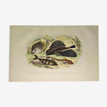 Original zoological plate of 1839 " the chetodon argus,...,...,...