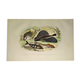 Original zoological plate of 1839 " the chetodon argus,...,...,...
