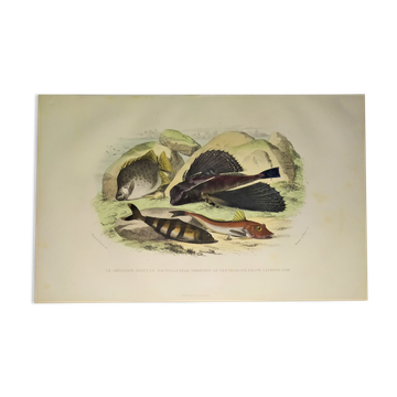 Original zoological plate of 1839 " the chetodon argus,...,...,...