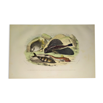 Planche zoologique originale de 1839 " le chetodon argus,...,...,...