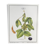 Botanical plank soybeans