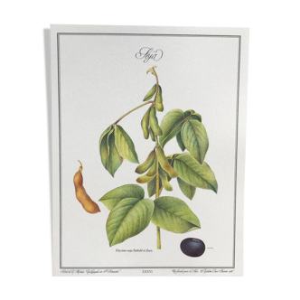 Botanical plank soybeans