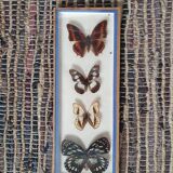 Naturalized butterflies frame