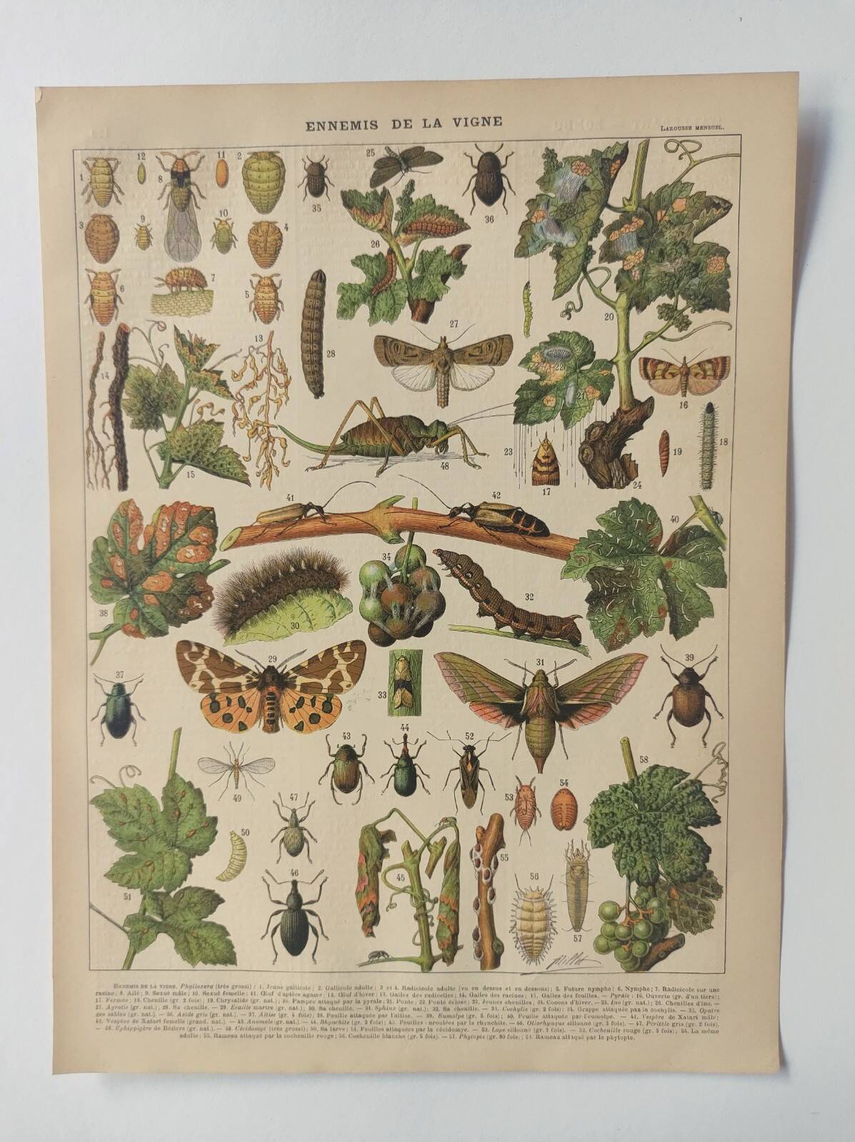 Engraving • Vine (2) • Original and vintage poster from 1907