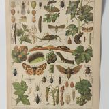 Engraving • Vine (2) • Original and vintage poster from 1907