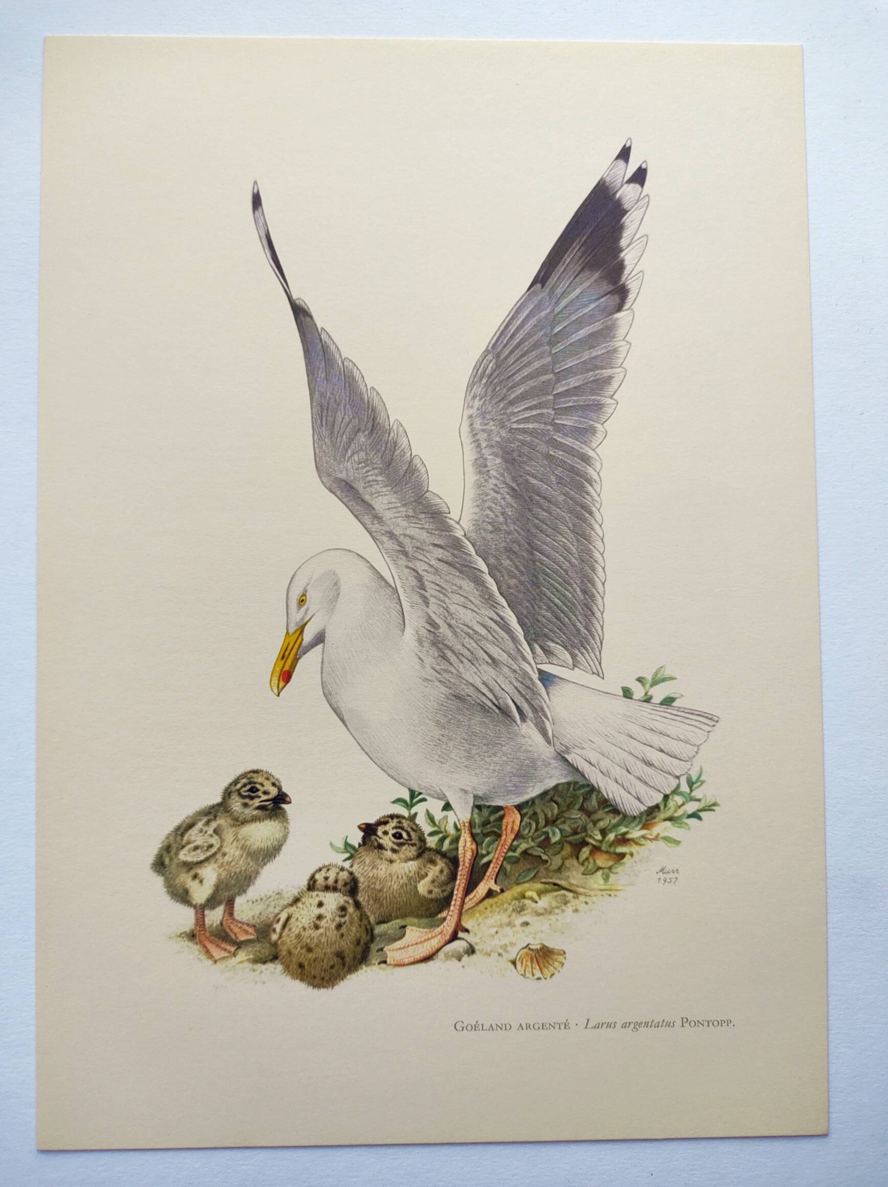 Planche ancienne oiseaux Années 1960 - Goeland Argenté .Illustration nature