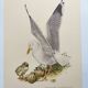 Planche ancienne oiseaux Années 1960 - Goeland Argenté .Illustration nature