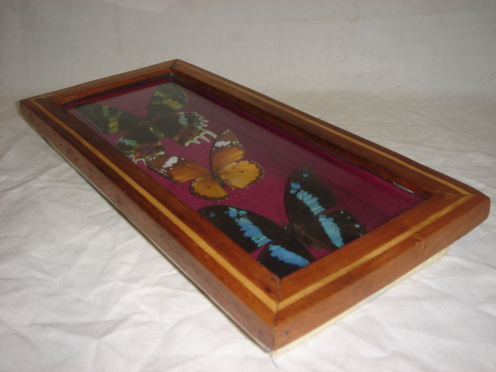 3 butterflies naturalized Madagascar under frame wood & glass