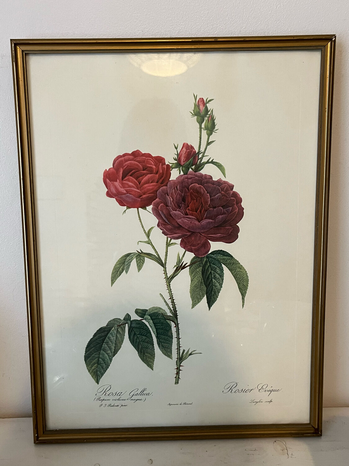 Set of 3 engravings of roses - P.J Redouté