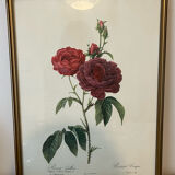 Set of 3 engravings of roses - P.J Redouté