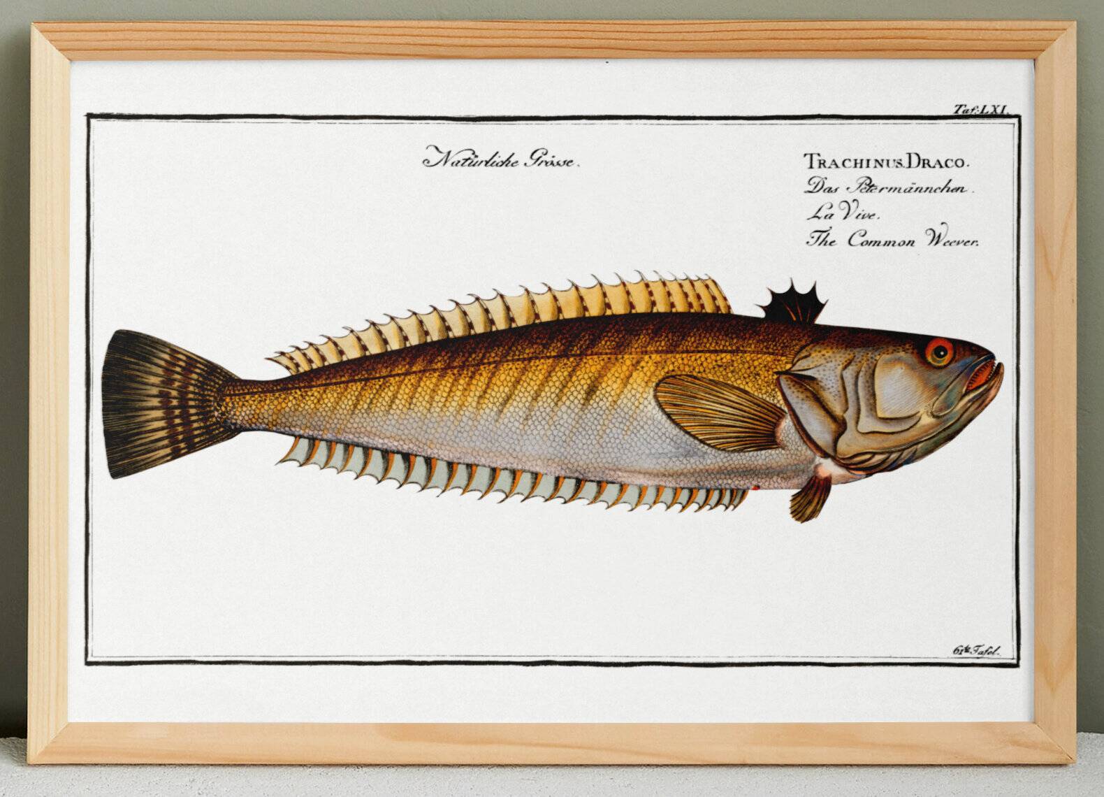 Poster on the live stream, based on an old engraving from 1746.