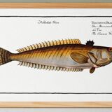 Poster on the live stream, based on an old engraving from 1746.