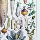 Poster about vegetables, based on a 1922 lithograph