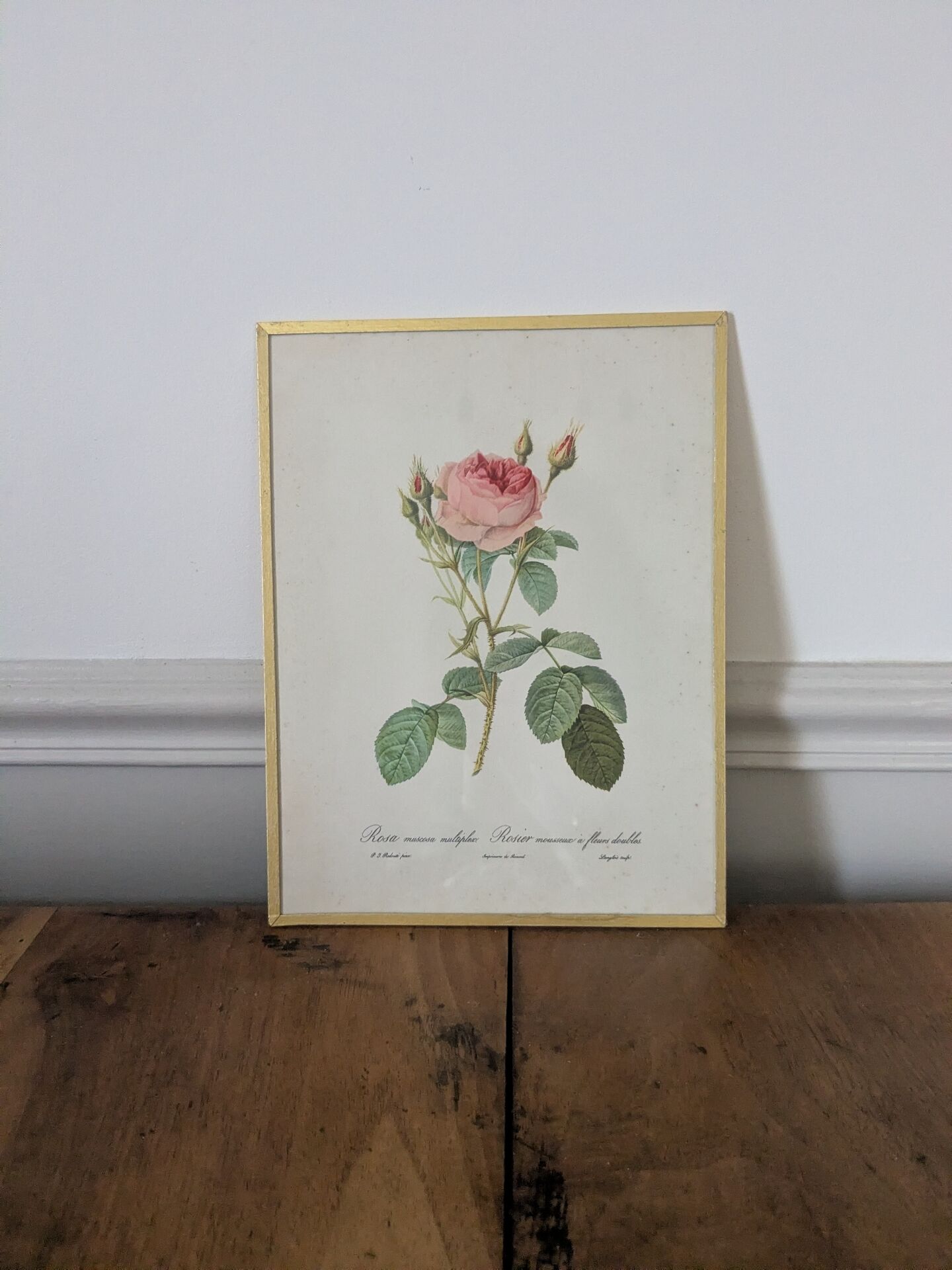 Framed lithograph of roses by P.J. Redouté