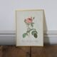 Framed lithograph of roses by P.J. Redouté
