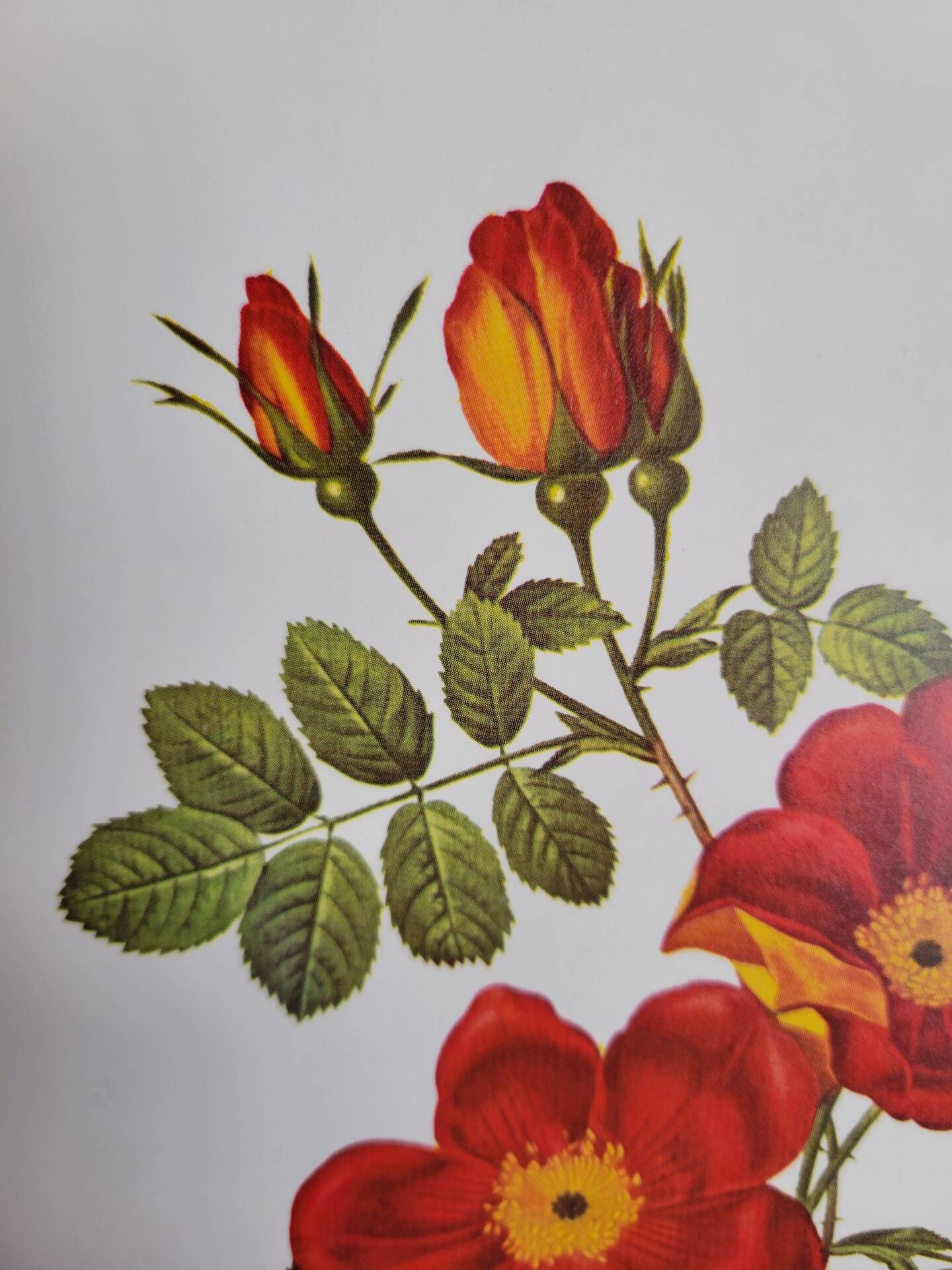 Botanical plate Wild Rose, P.J. Redouté, 1960