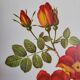 Botanical plate Wild Rose, P.J. Redouté, 1960