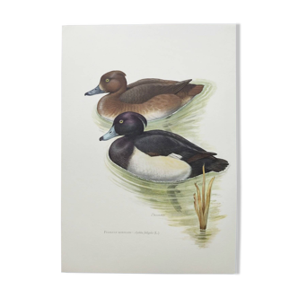 Planche ornithologique - Fuligule Morillon - Illustration vintage d'oiseaux des années 60