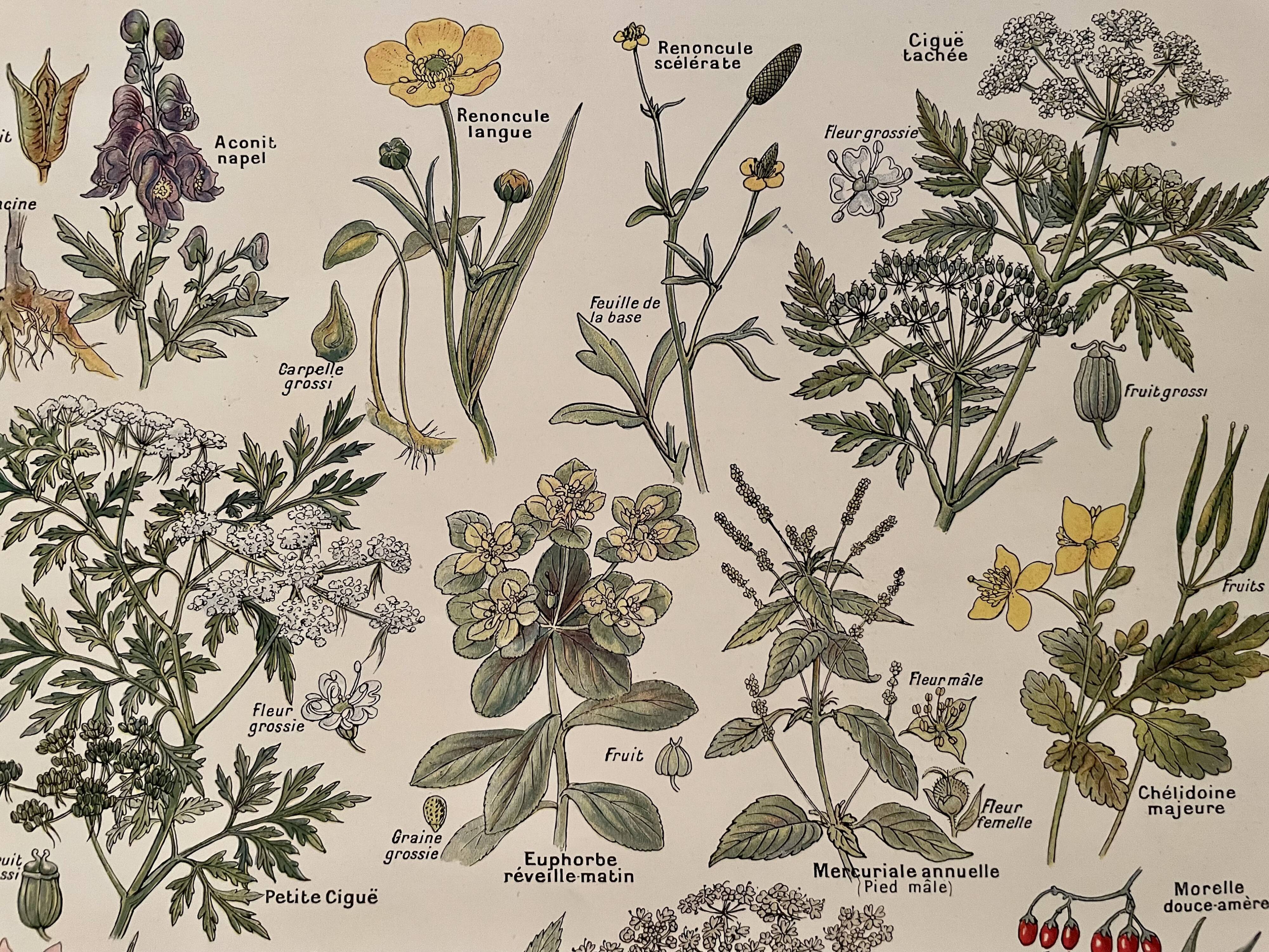 Lithograph on poisonous plants - 1920