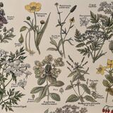 Lithograph on poisonous plants - 1920
