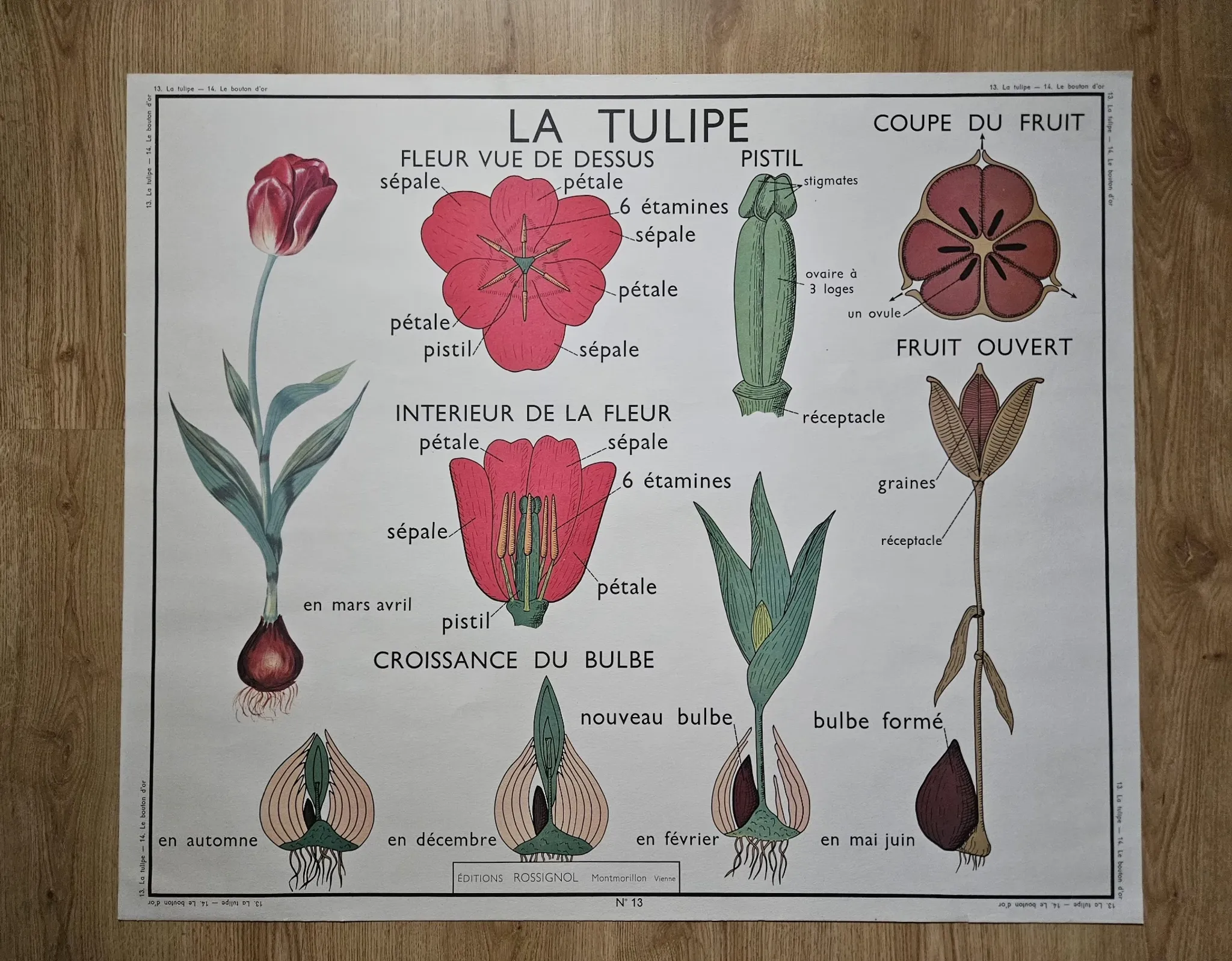 Large school poster The Buttercup and The Tulip Rossignol Editions