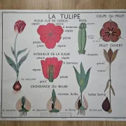 Large school poster The Buttercup and The Tulip Rossignol Editions